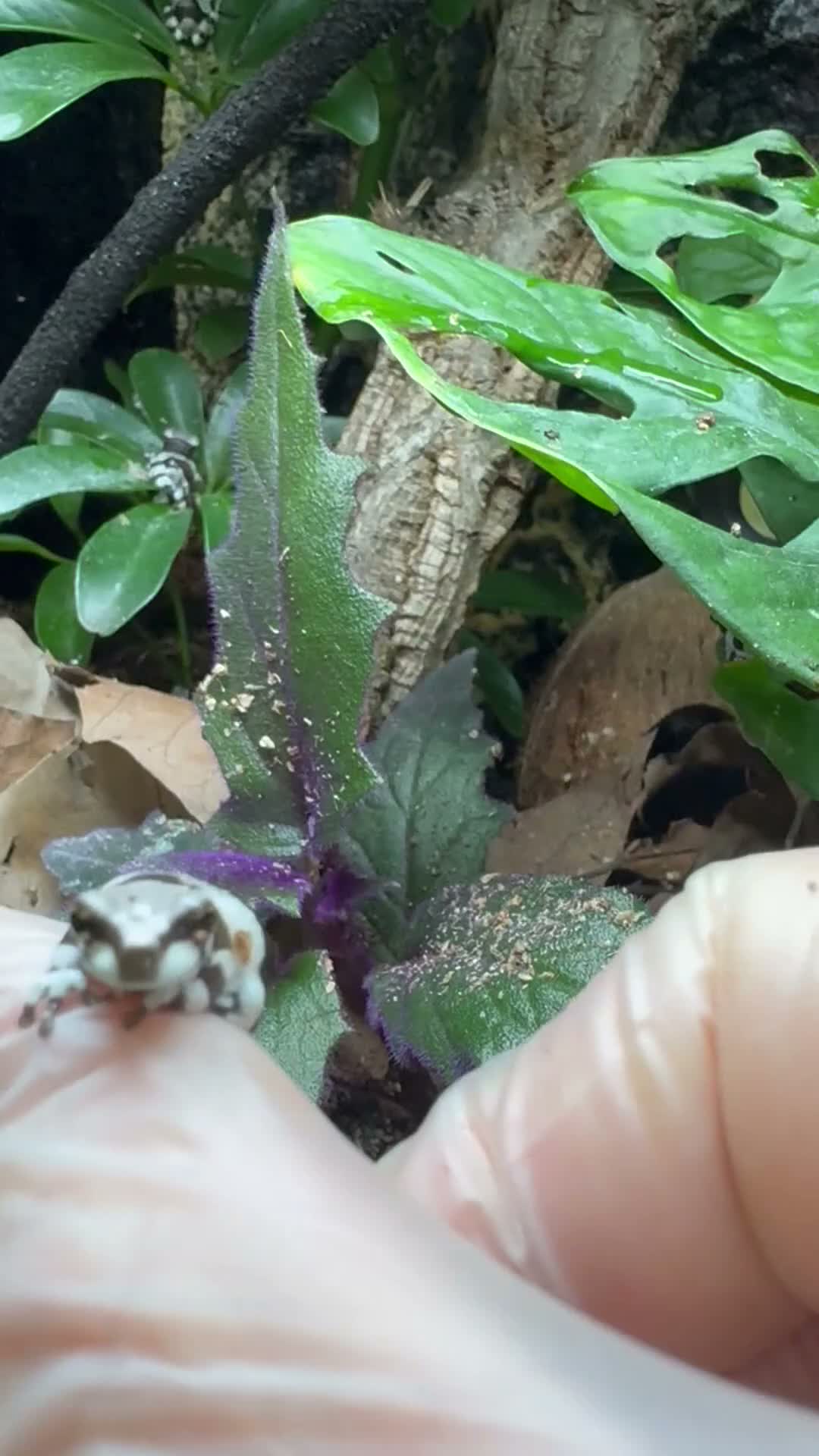 Frog reptiles for sale: Amazon Milkfrogs  in Dukinfield - Video 2