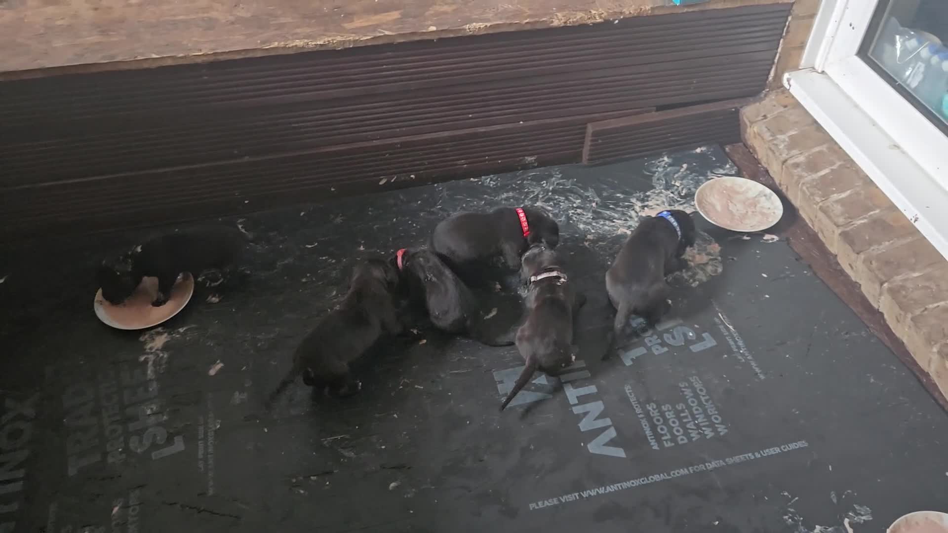 Cane Corso dogs for sale: Cane corso  puppies  4 weeks  old - Video 1