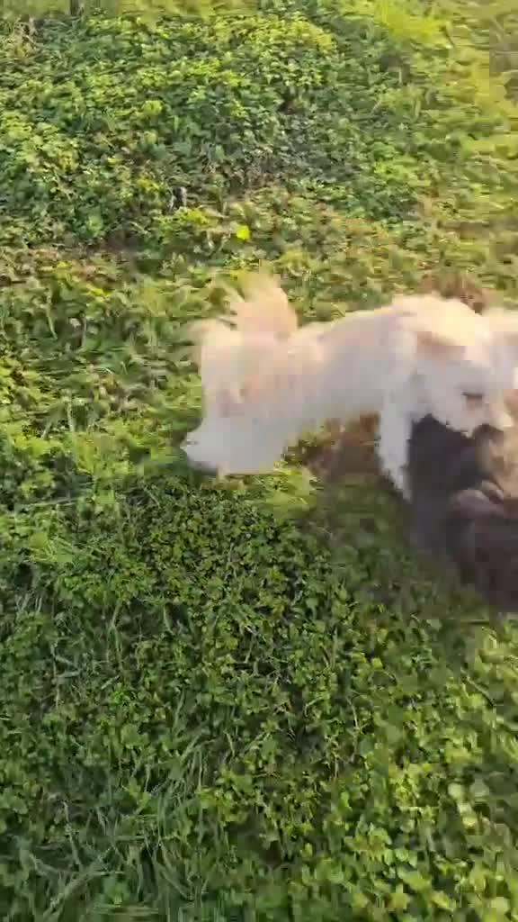 Mixed Breed dogs for adoption: Kosmo and Nora - Video 2