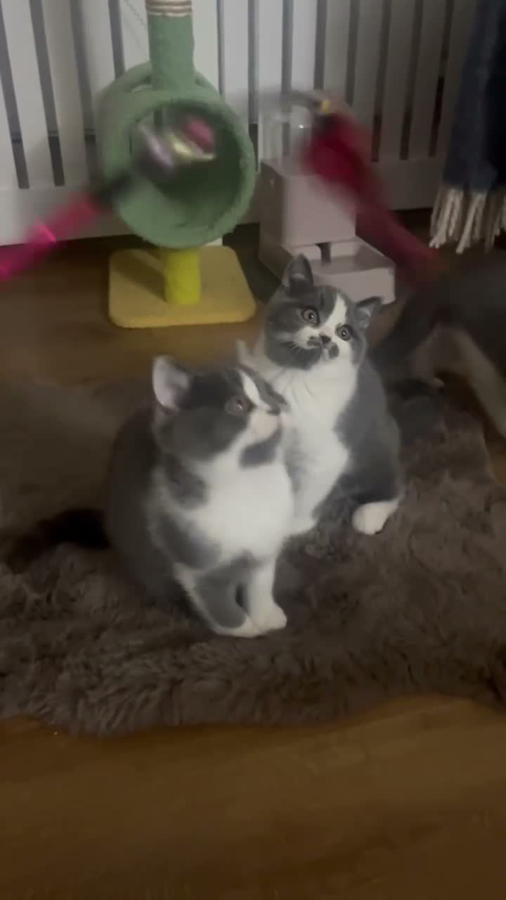 British Shorthair cats for sale: GCCF British Shorthair Blue Bicolour Ready Now - Video 1