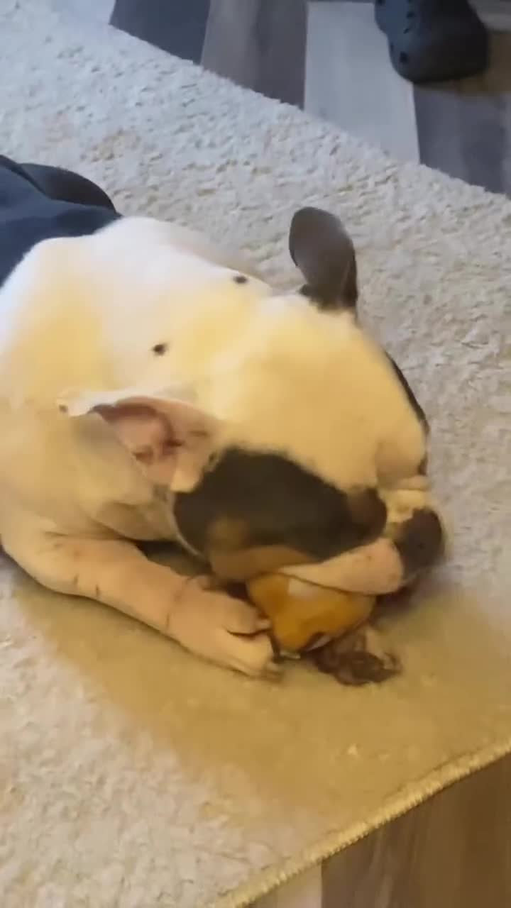 American Bully dogs for sale: Bully - Video 1