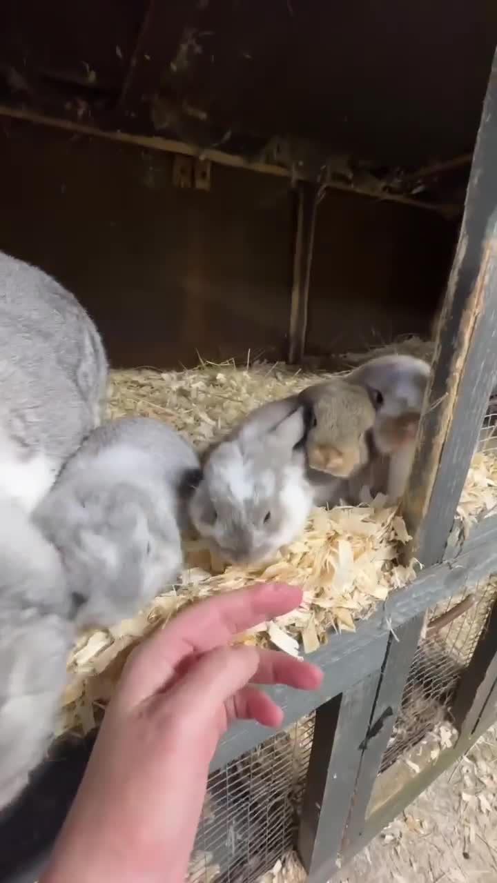 Mini Lop rabbits for sale: Germans only available now, minis rehomed  - Video 1