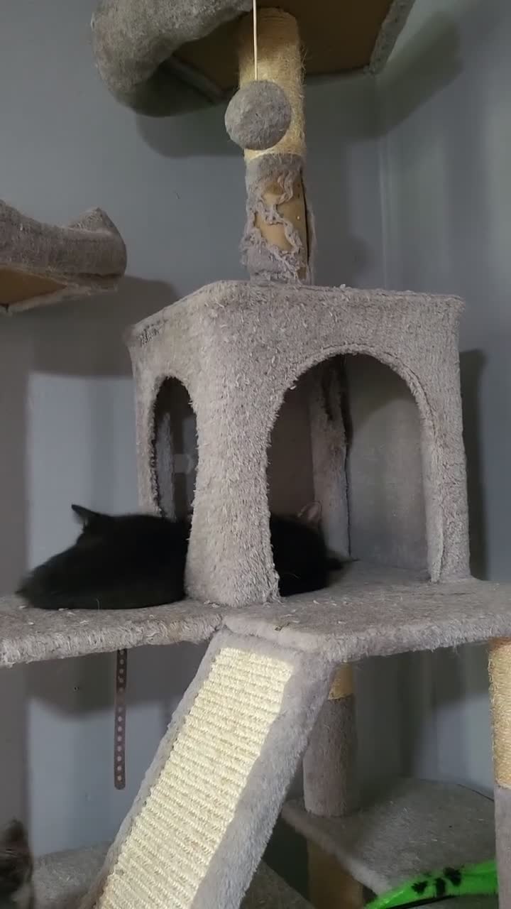 Mixed Breed cats for sale: Adorable kittens available  - Video 1