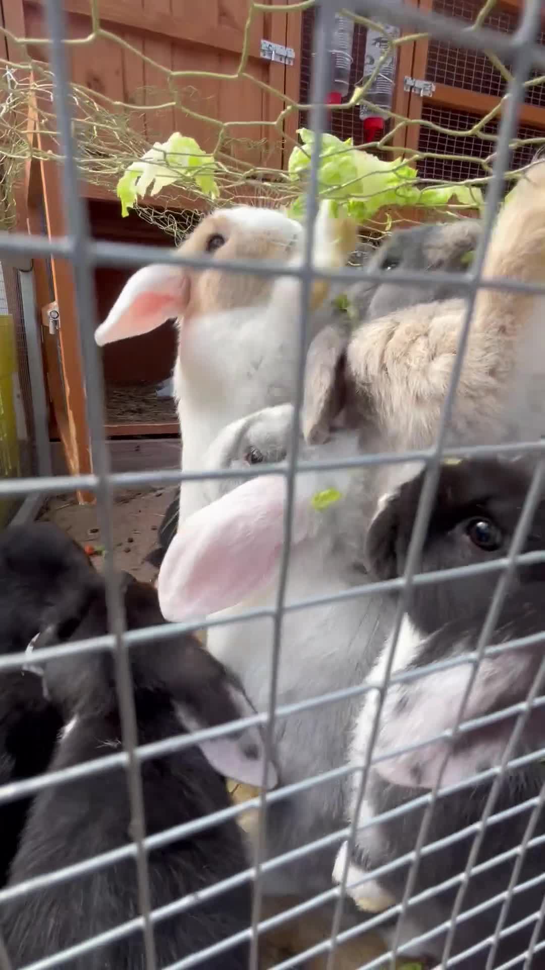 English Lop rabbits for sale: 9 week old lop bunnies  - Video 1
