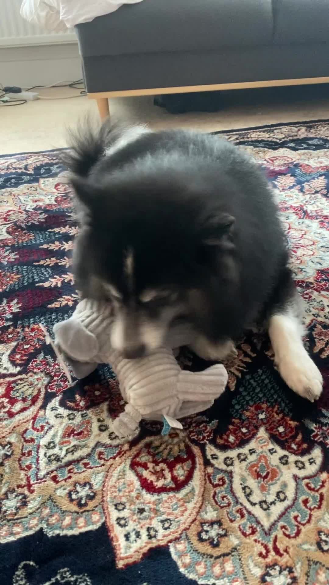 Pomsky dogs for stud: Pomsky for Stud - Video 4