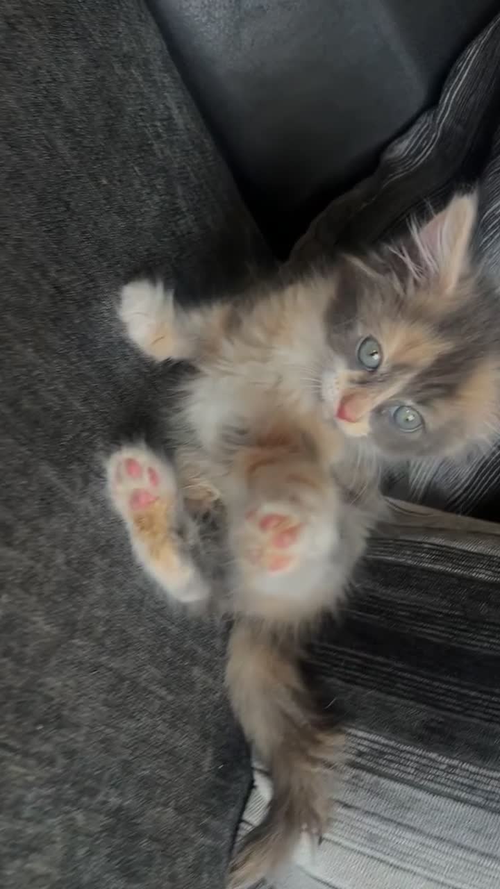 British Longhair cats for sale: Cute & fluffy British longhair kitten (leave soon) - Video 2