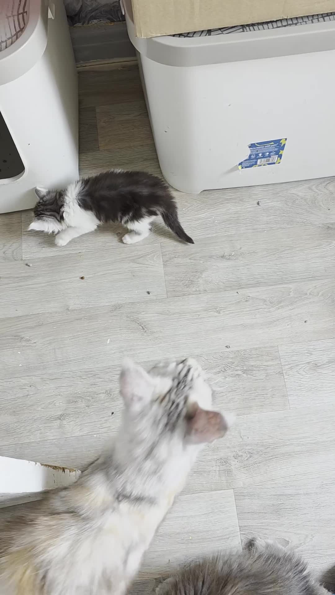 Maine Coon cats for sale: Pedigree Maine Coon kittens  in Blackpool - Video 2