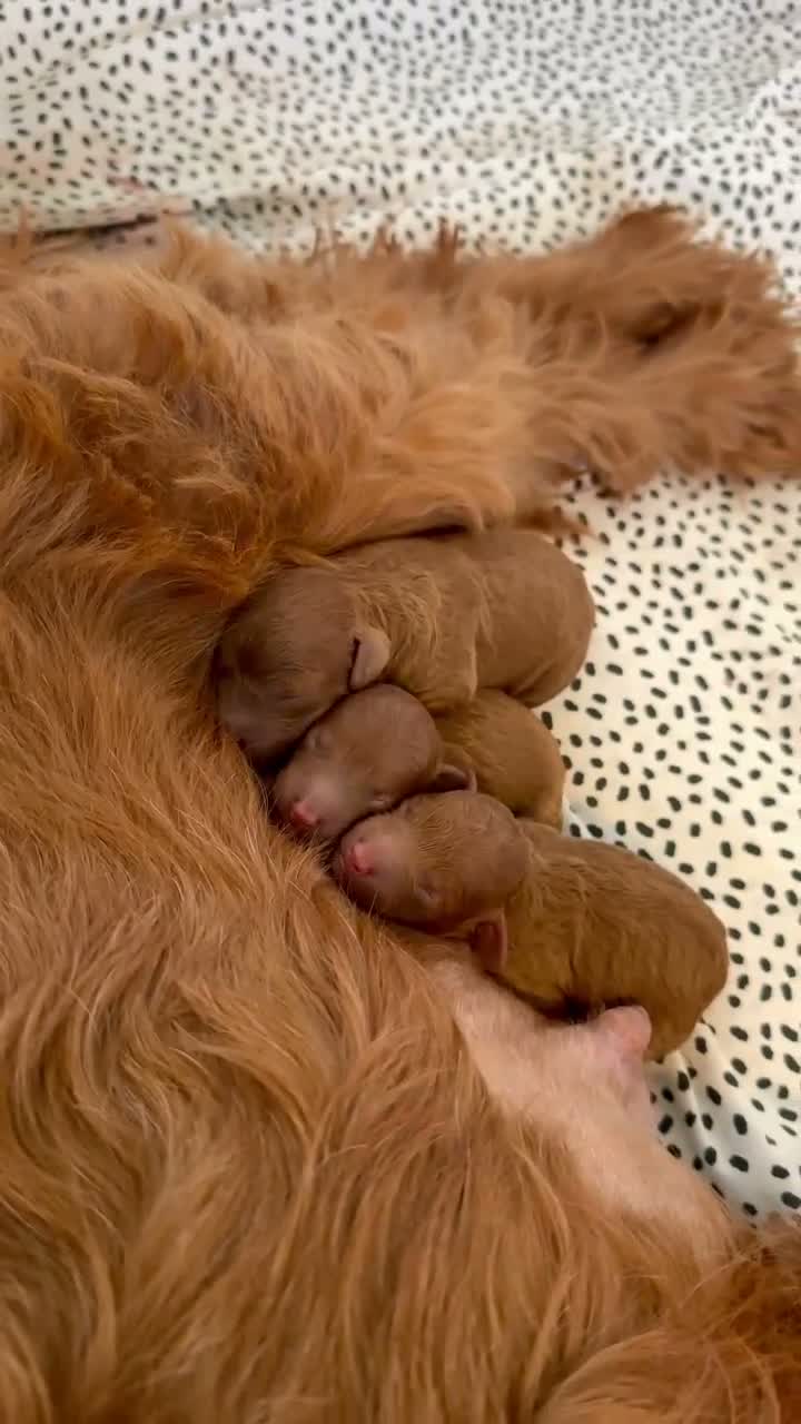 Cockapoo dogs for sale: F1B Red Toy Cockapoo in Worksop - Video 1