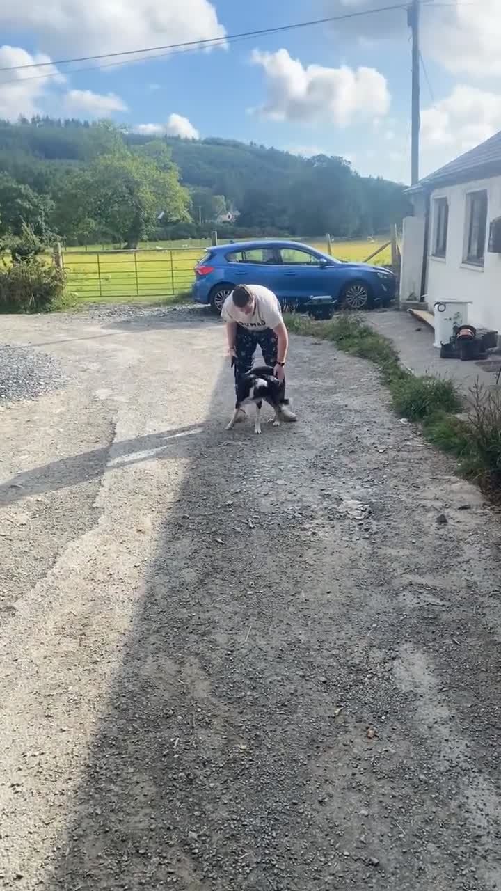 Border Collie dogs for sale: Border Collie Taff - Video 1