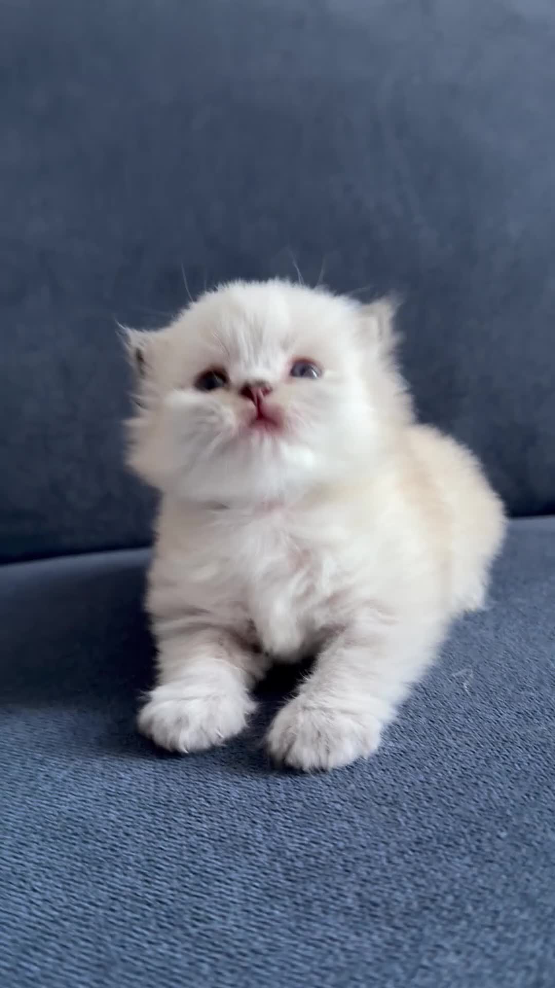 British Longhair cats for sale: Outstanding British Longhair kitten  in Brighton - Video 1