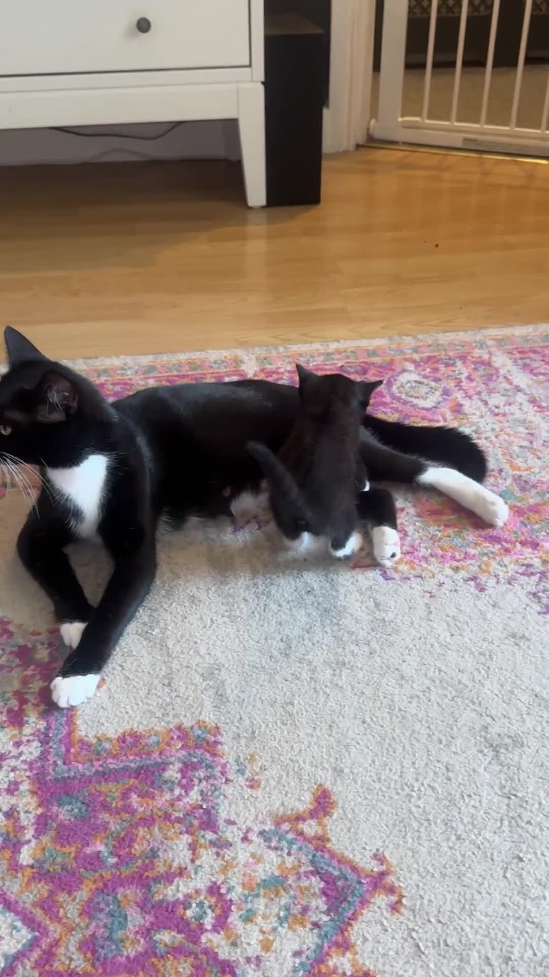 Domestic Shorthair cats for sale: 2 Female Black & White Domestic Shorthairs in Ashford - Video 1