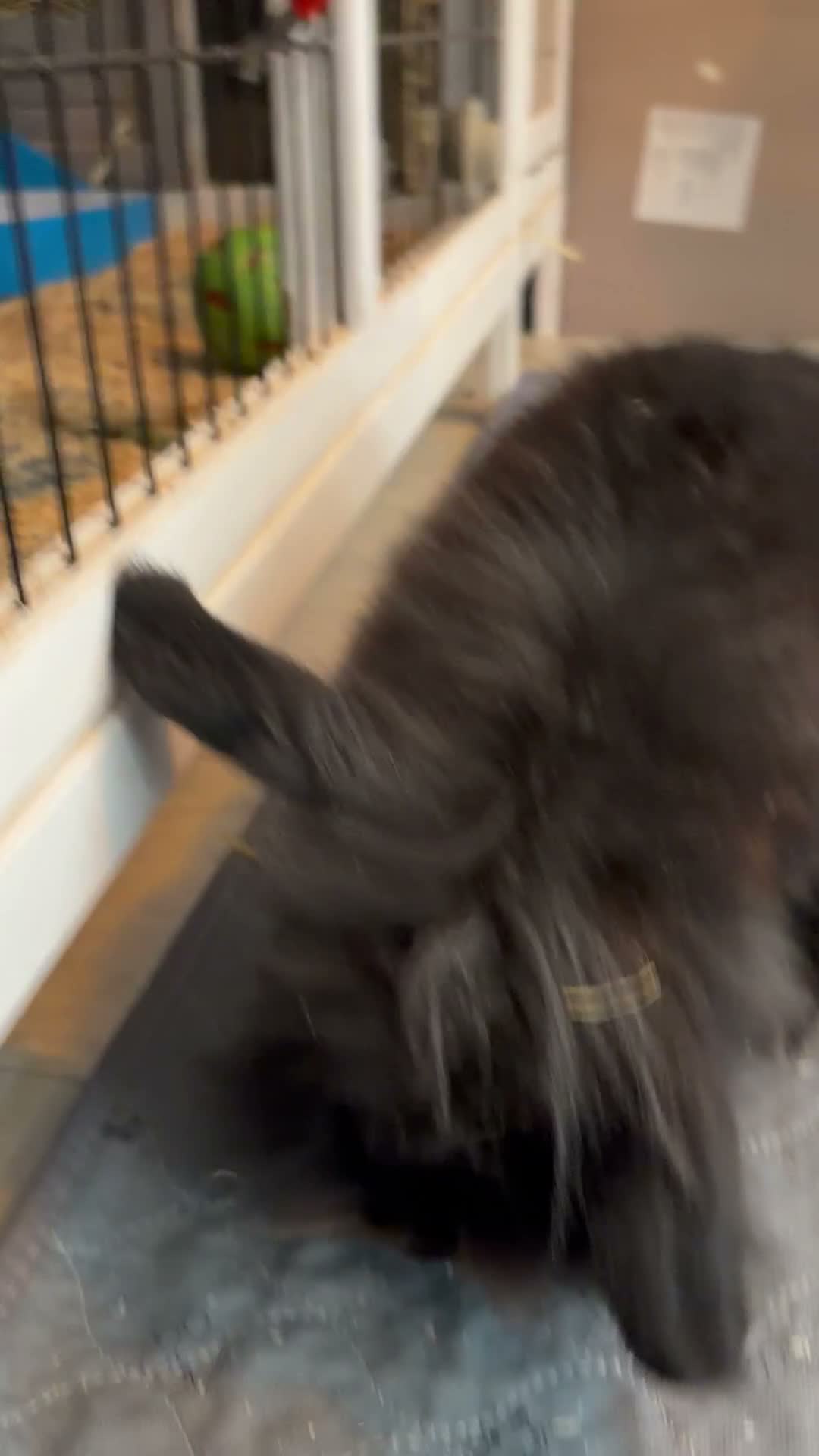 Mixed Breed rabbits for sale: Sadly needing to re-home male friendly rabbit in Brighton - Video 1
