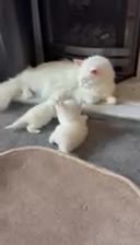 Maine Coon cats for sale: Purebred Maine Coons Looking For A Loving Home 😻 - Video 1