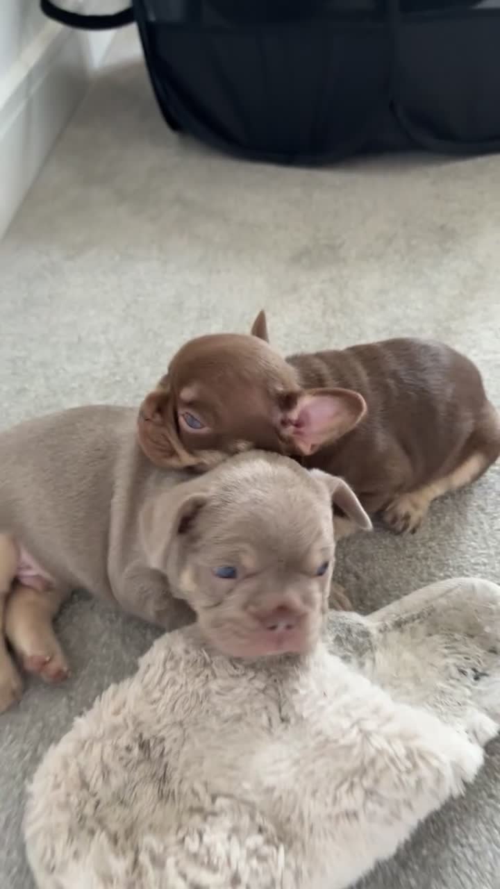 French Bulldog dogs for sale: Lilac and tan male, chocolate and tan female  - Video 1