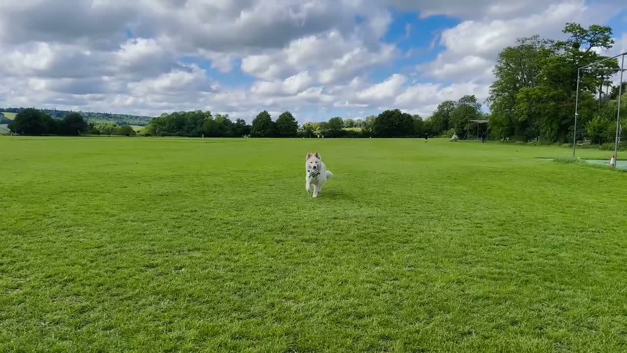 German Shepherd dogs for sale: Purebred White German Shepherd - Video 1