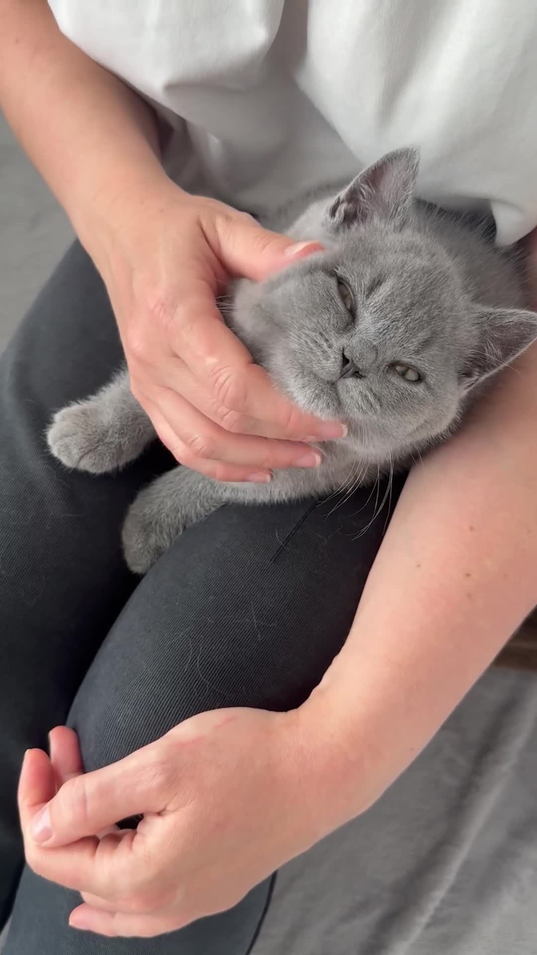 British Shorthair cats for sale: BRITISH SHORTHAIR &LONGHAIR - Full Pedigree - Video 1