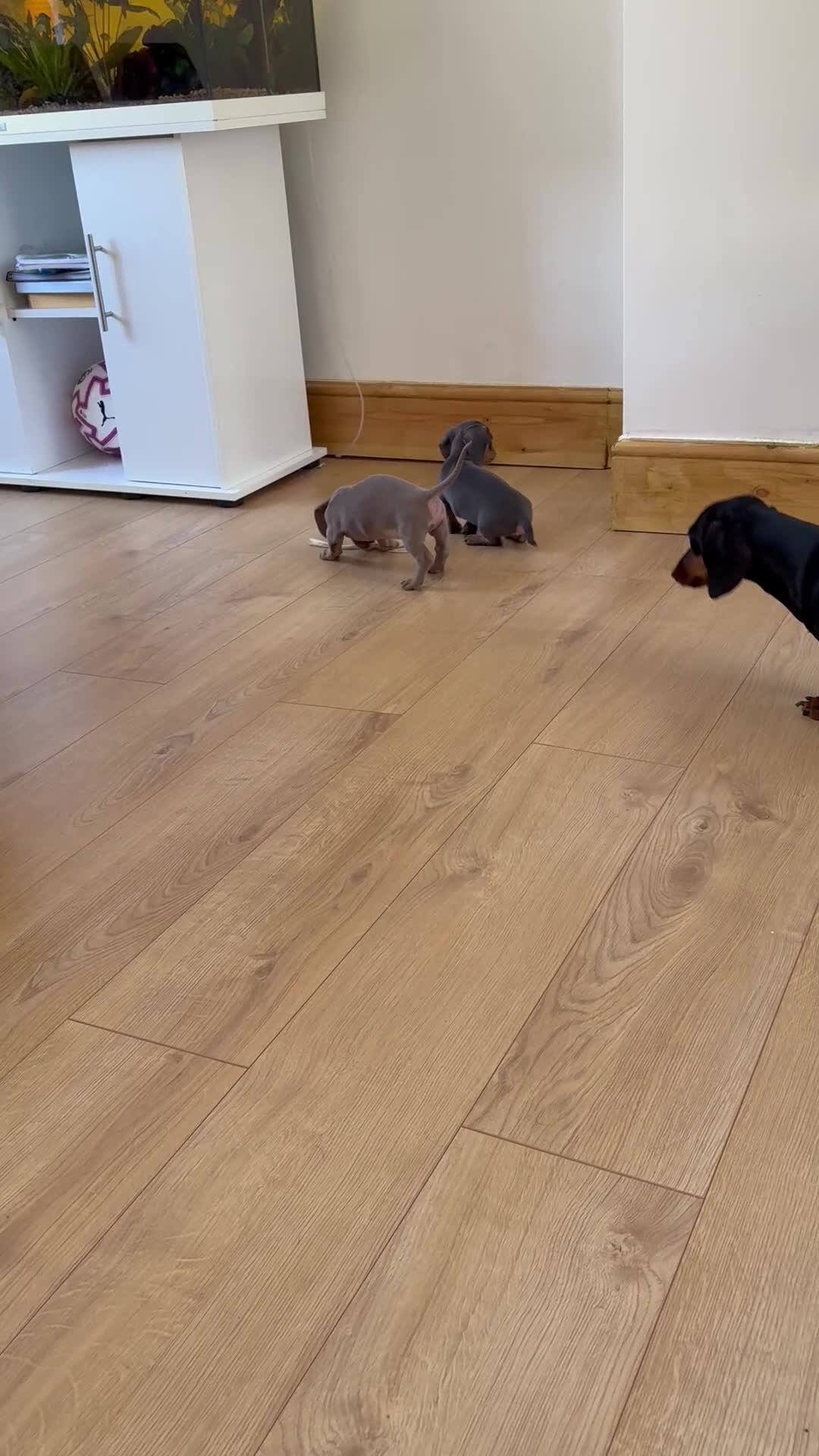 Miniature Dachshund dogs for sale: 2 blue male miniature dachshunds - Video 1