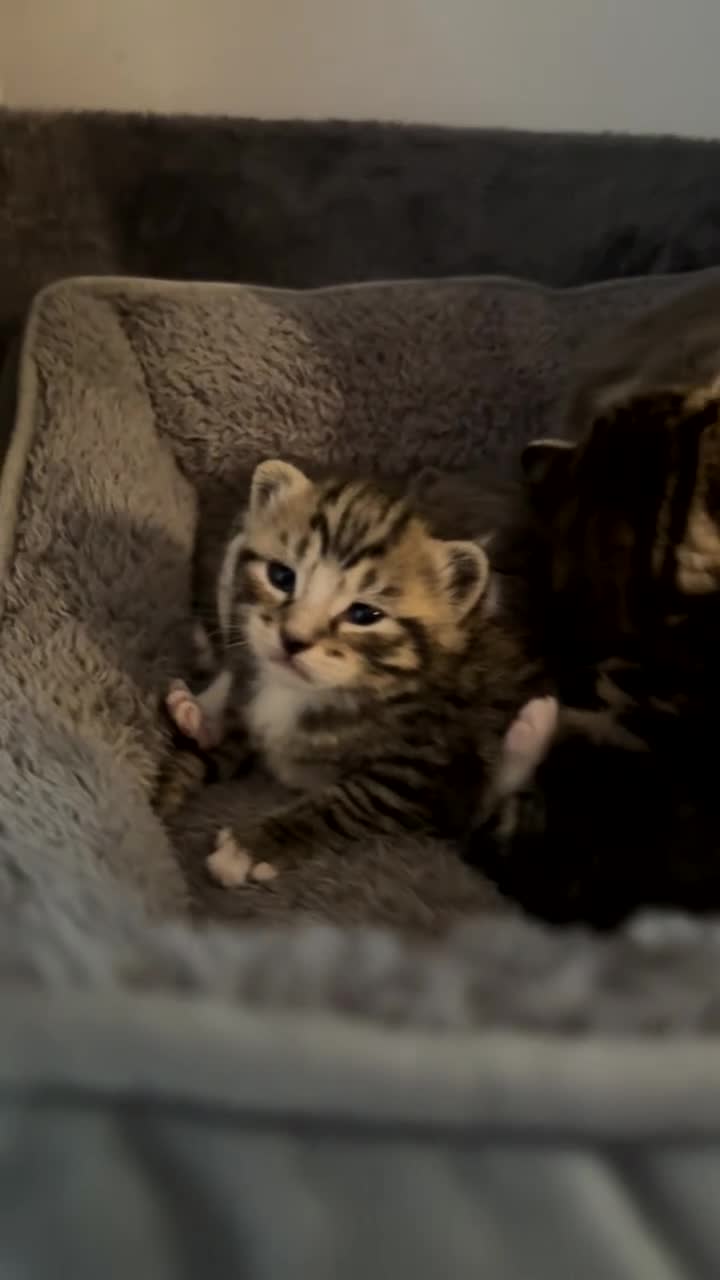 British Shorthair cats for sale: Bsh cross kitten - Video 2