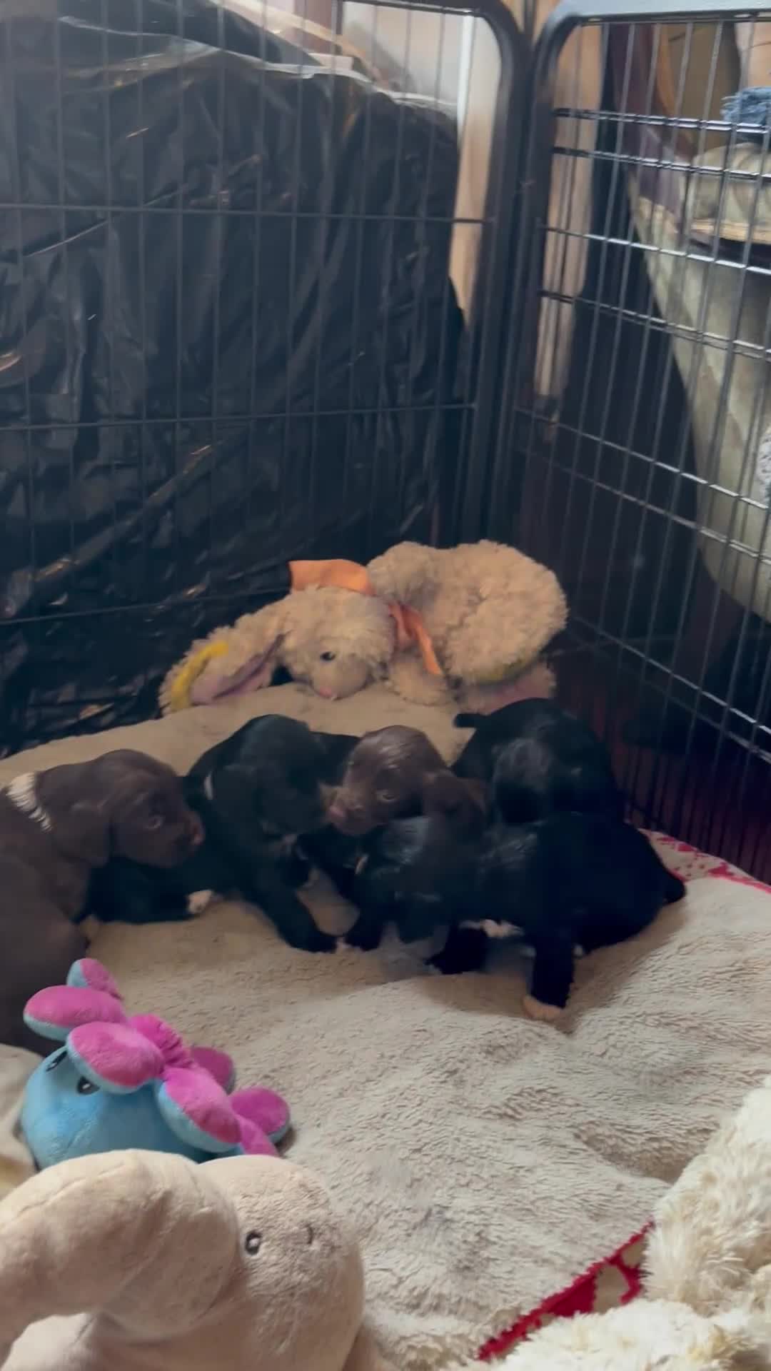 Cocker Spaniel dogs for sale: Working type cocker spaniel puppies  - Video 1