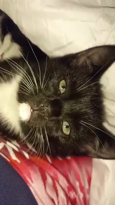 Mixed Breed cats for sale: 2 male kittens for sale in London - Video 2