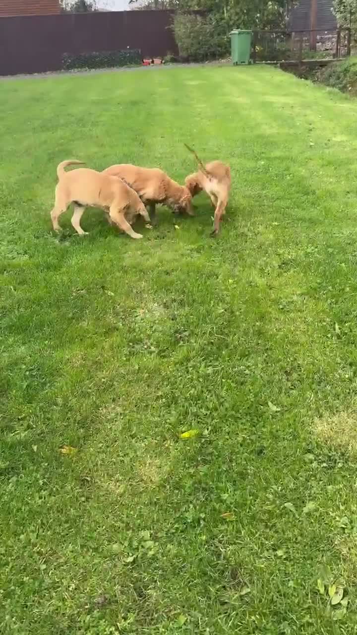 Golden Retriever dogs for sale: Beautiful KC dark gold healthy boys - Video 3