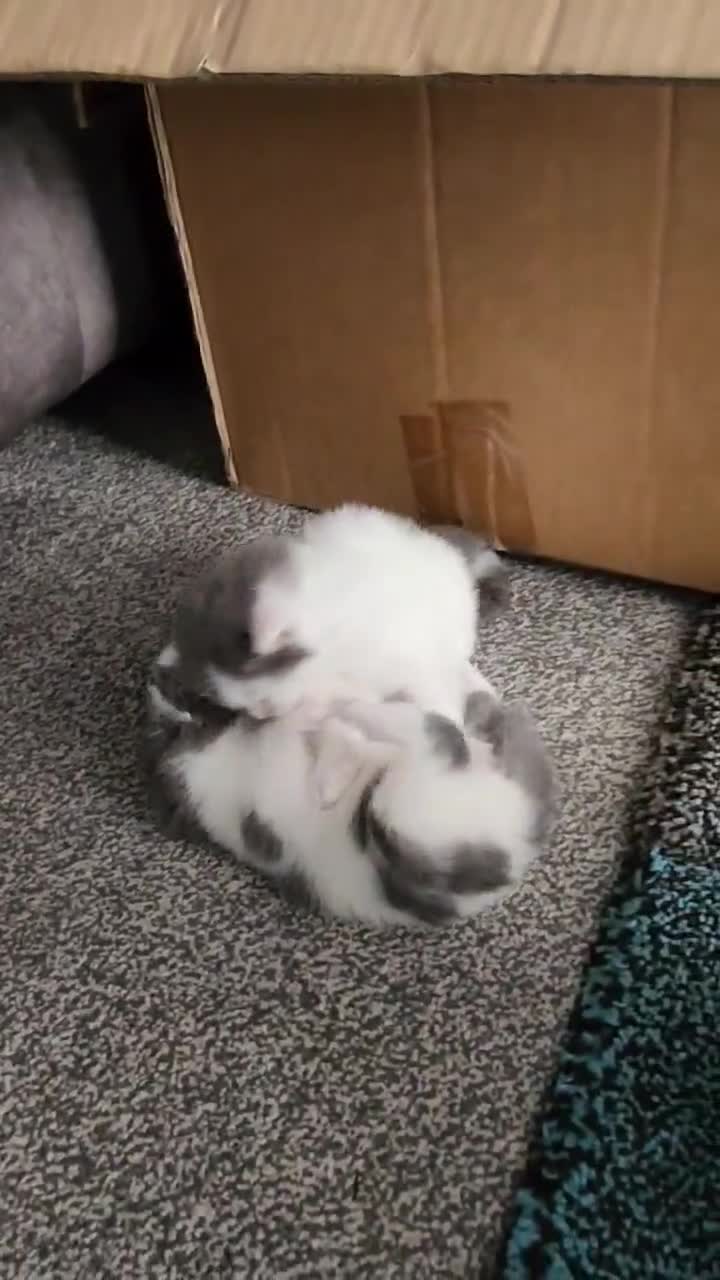 Mixed Breed cats for sale: Cheryl  - Video 1