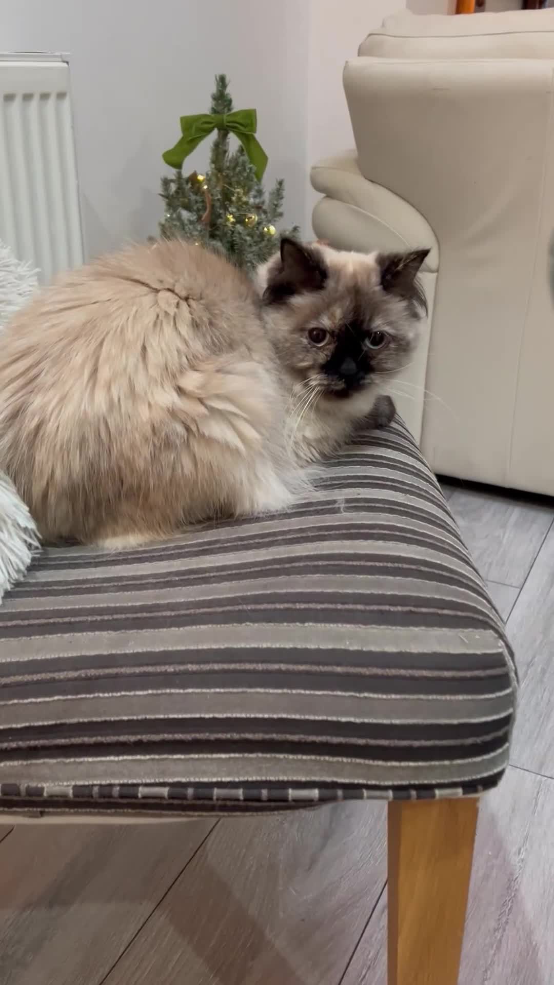 Persian cats for sale: Stunning Persian kitten for sale  in London - Video 1