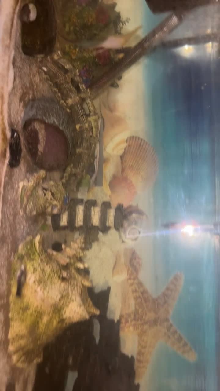 Sharks fish for sale: Fish tank, accessories and fish  - Video 1