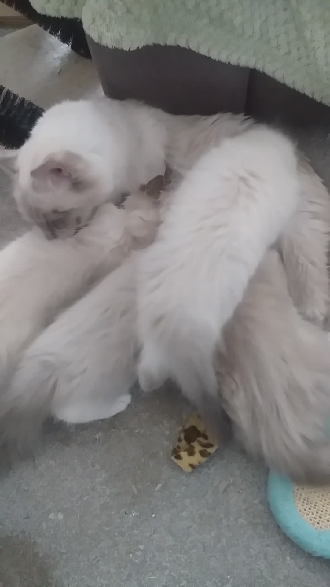 Ragdoll cats for sale: Beautiful Ragdoll Kittens - Video 1