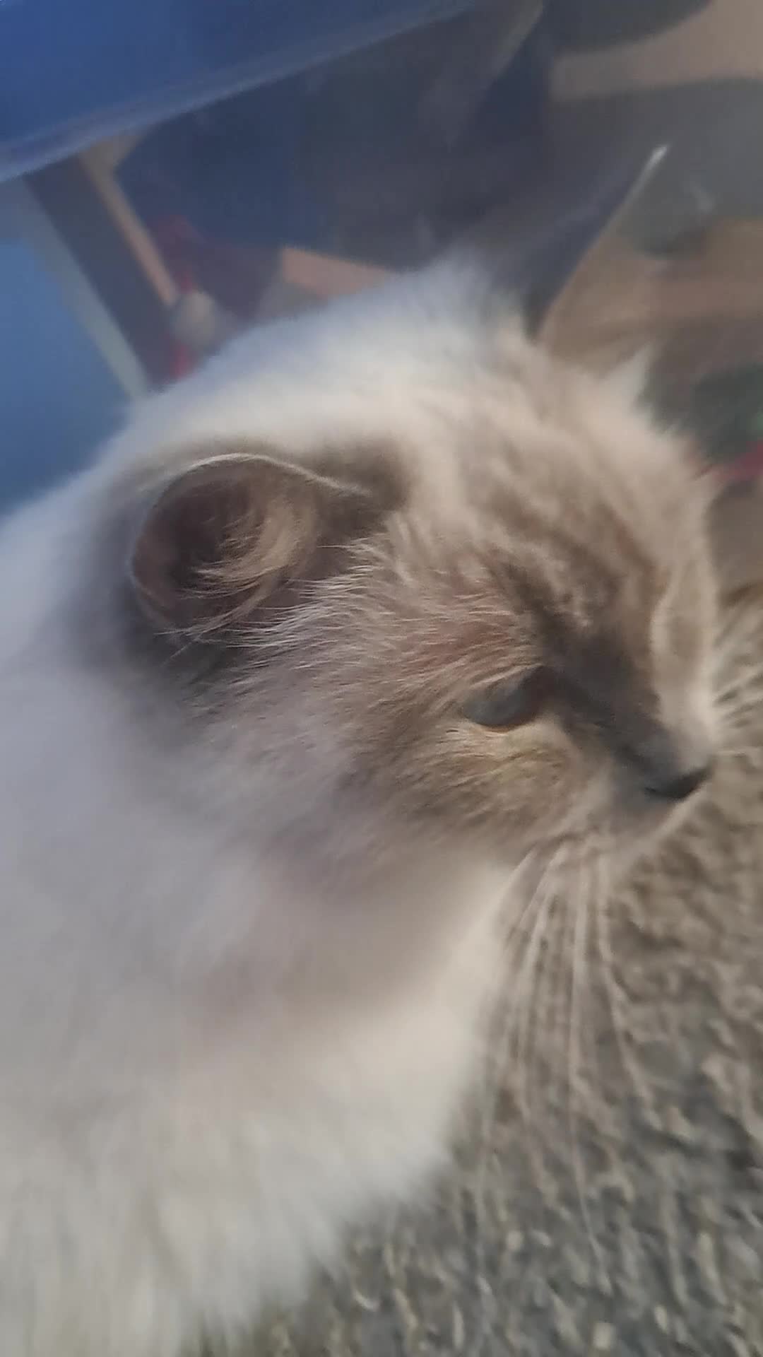 Ragdoll cats for sale: Retired Queen GCCF registered 7yrs old in Keighley - Video 1