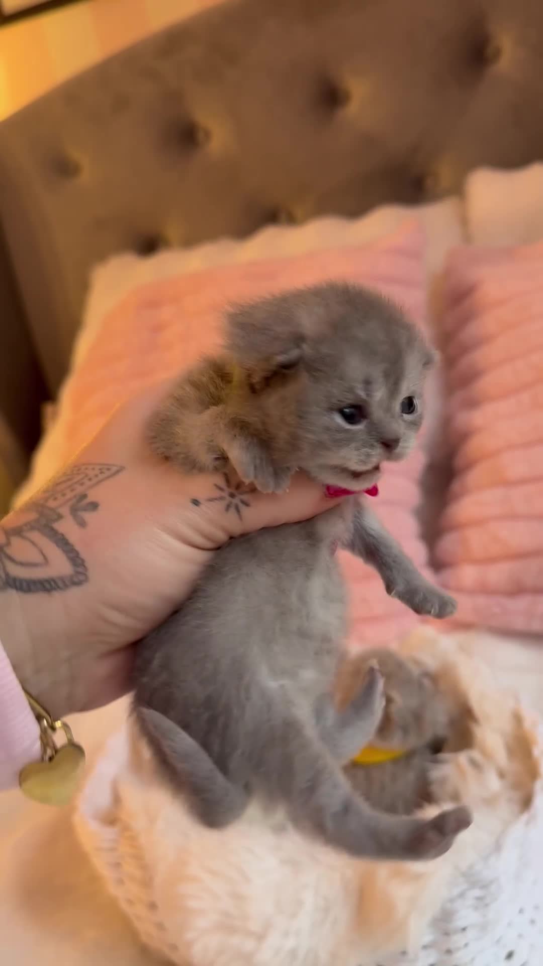 British Shorthair cats for sale: Pure British shorthair Champion line 😻🥇🏆 - Video 1