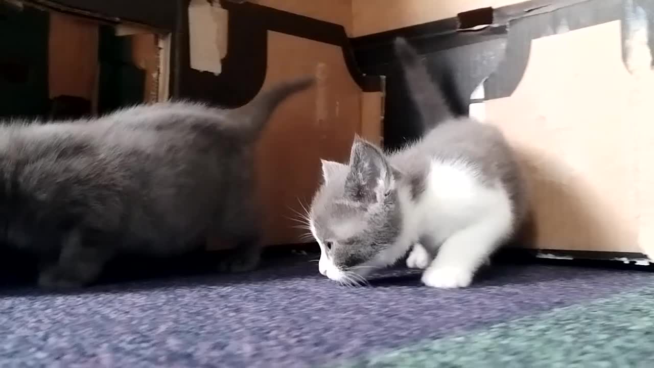 Mixed Breed cats for sale: 2 Affectionate British Shorthair Cross Kittens - Video 2