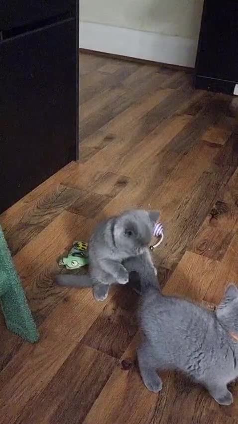 British Shorthair cats for sale: Last 2 Kittens Lilac & Blue Healthy GCCF Pedigree  - Video 5