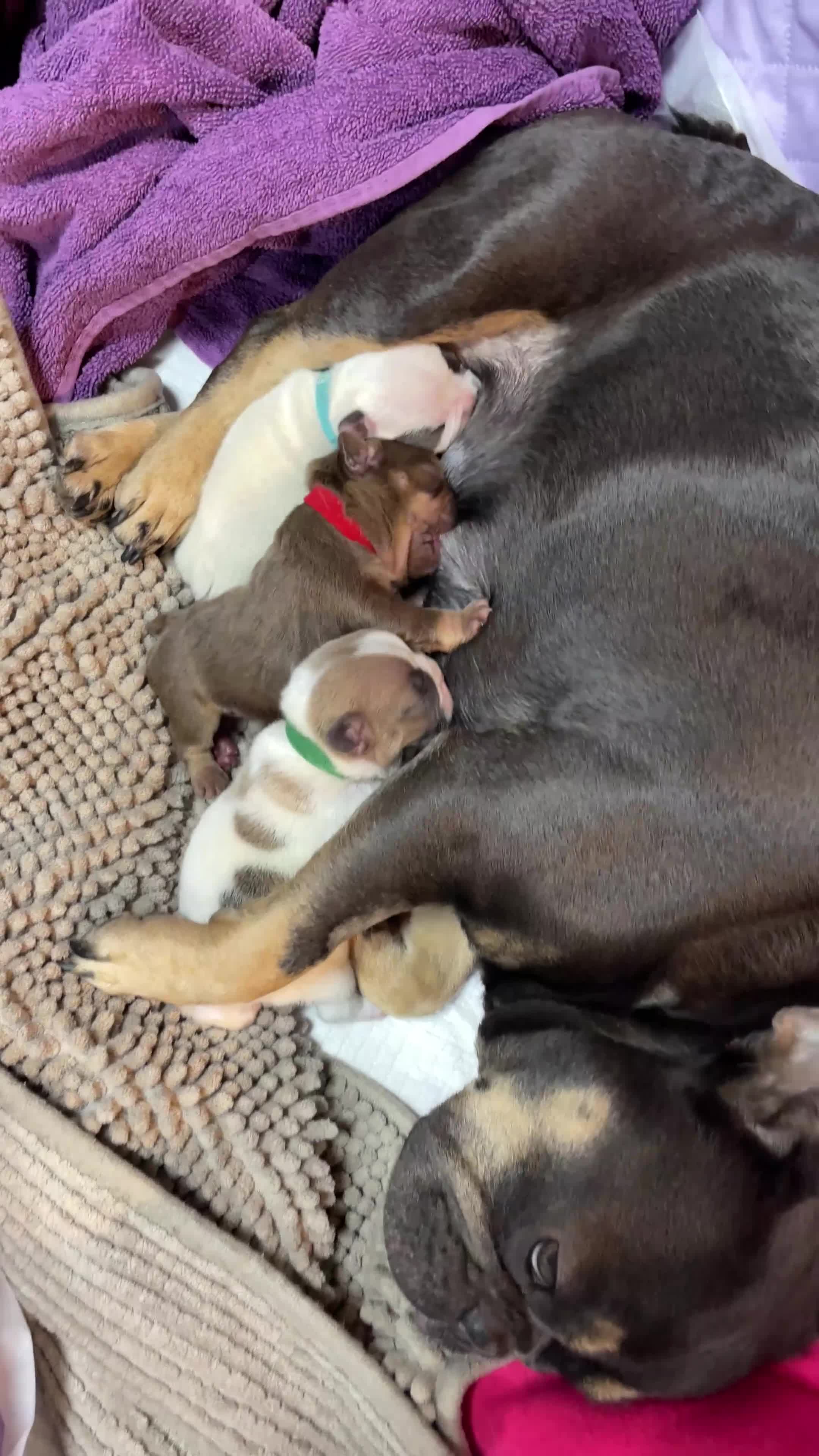 French Bulldog dogs for sale: French bulldog  in Peterborough - Video 1