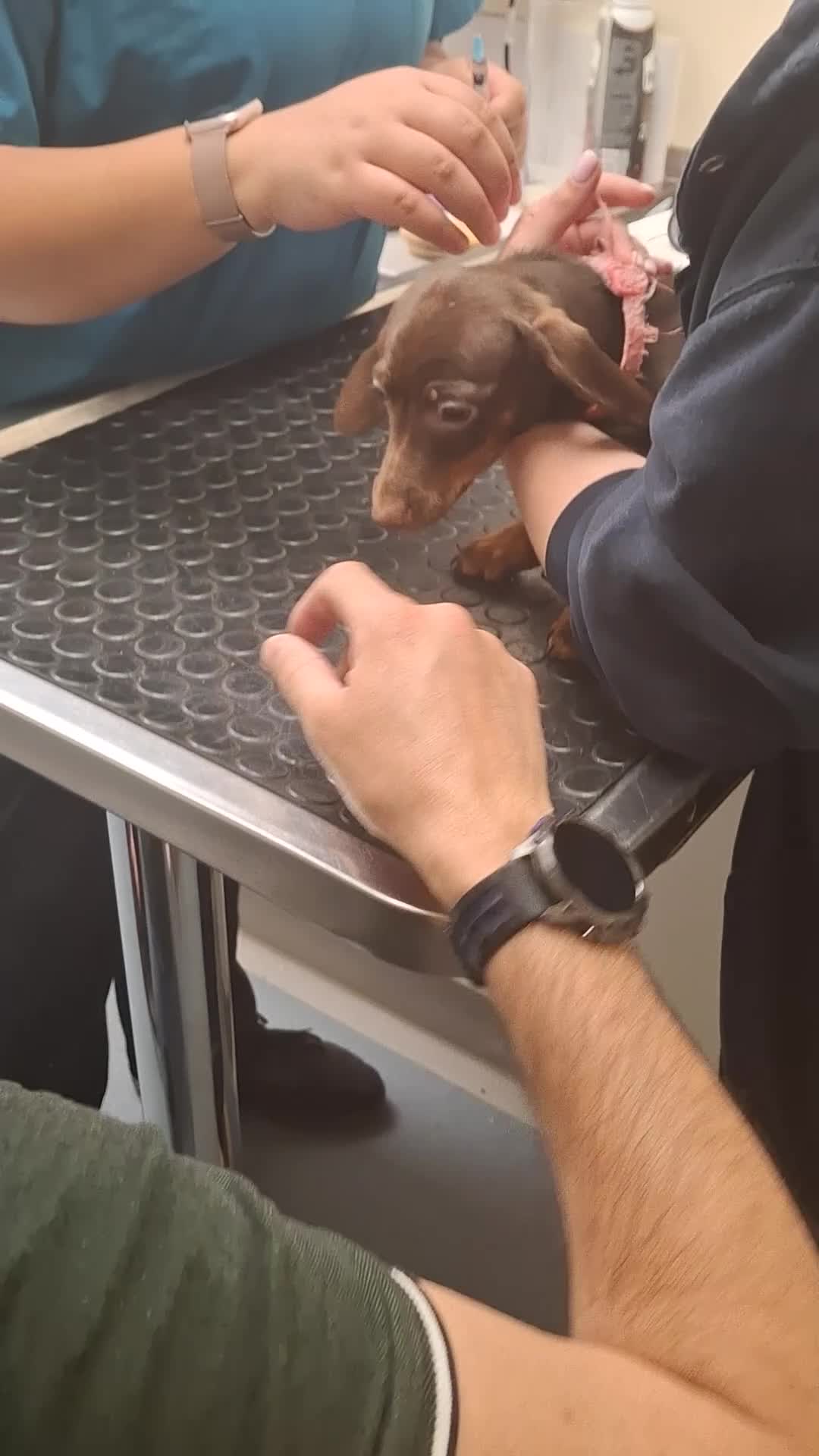 Dachshund dogs for sale: Dachshund  - Video 1