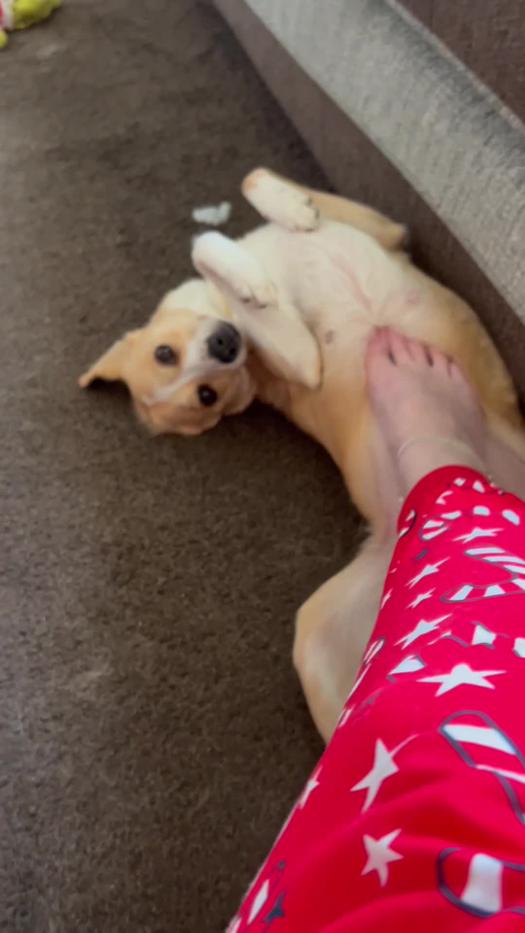 Mixed Breed dogs for sale: Amber in Tidworth - Video 2