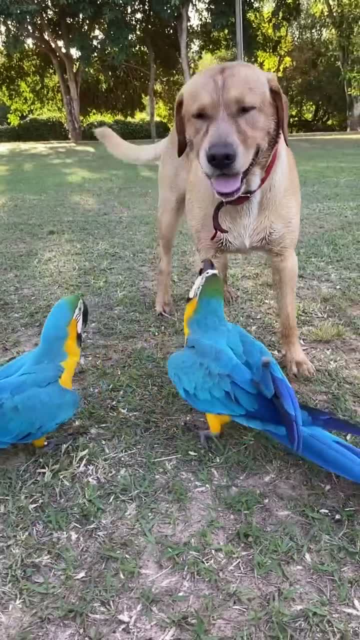 Macaws birds for sale: Hand raised beautiful Macaw parrots ready now. in Birmingham - Video 1