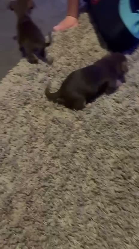 Jack Russell dogs for sale: New colour miniature jack Russel puppies  - Video 1