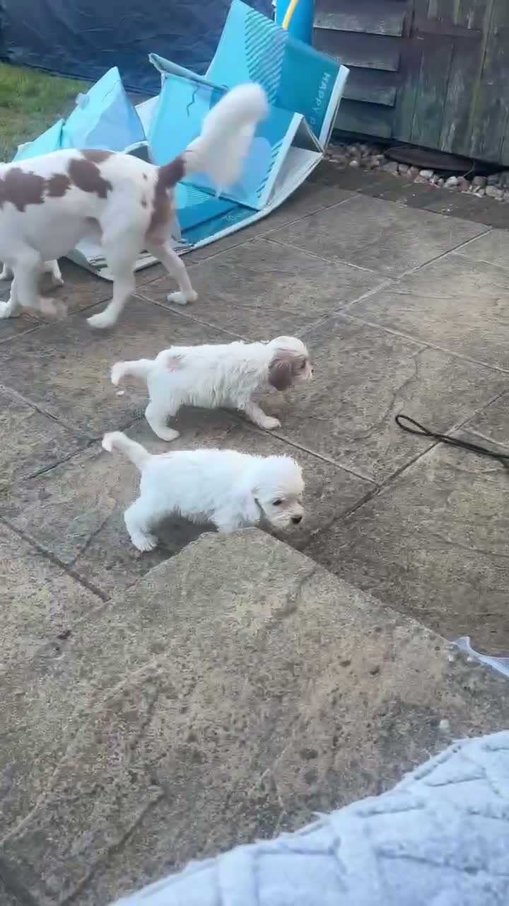Mixed Breed dogs for sale: Cavapoo puppies  - Video 1