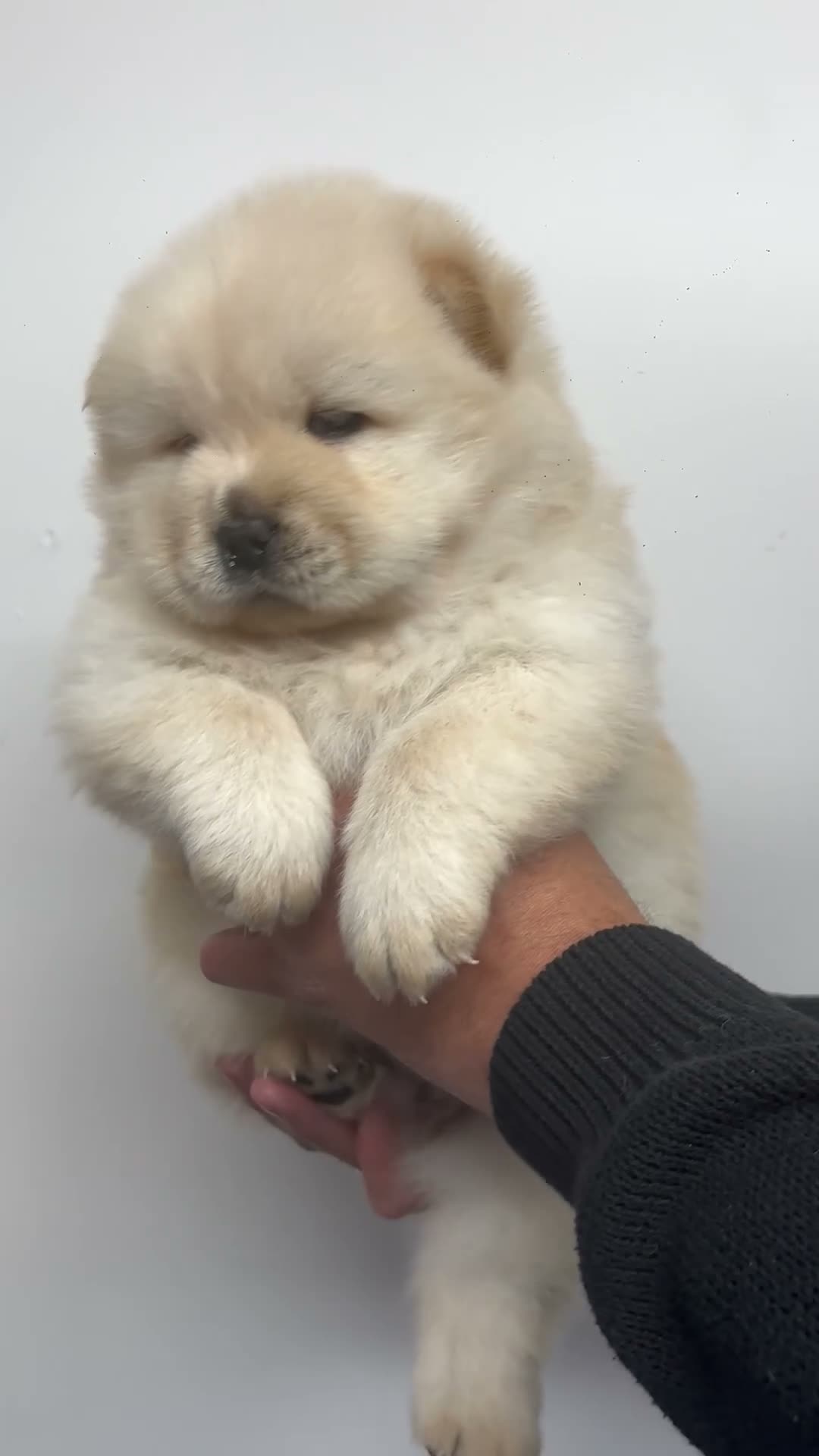 Chow Chow dogs for sale: DWKC CHOW CHOW MALE PUPS  - Video 1