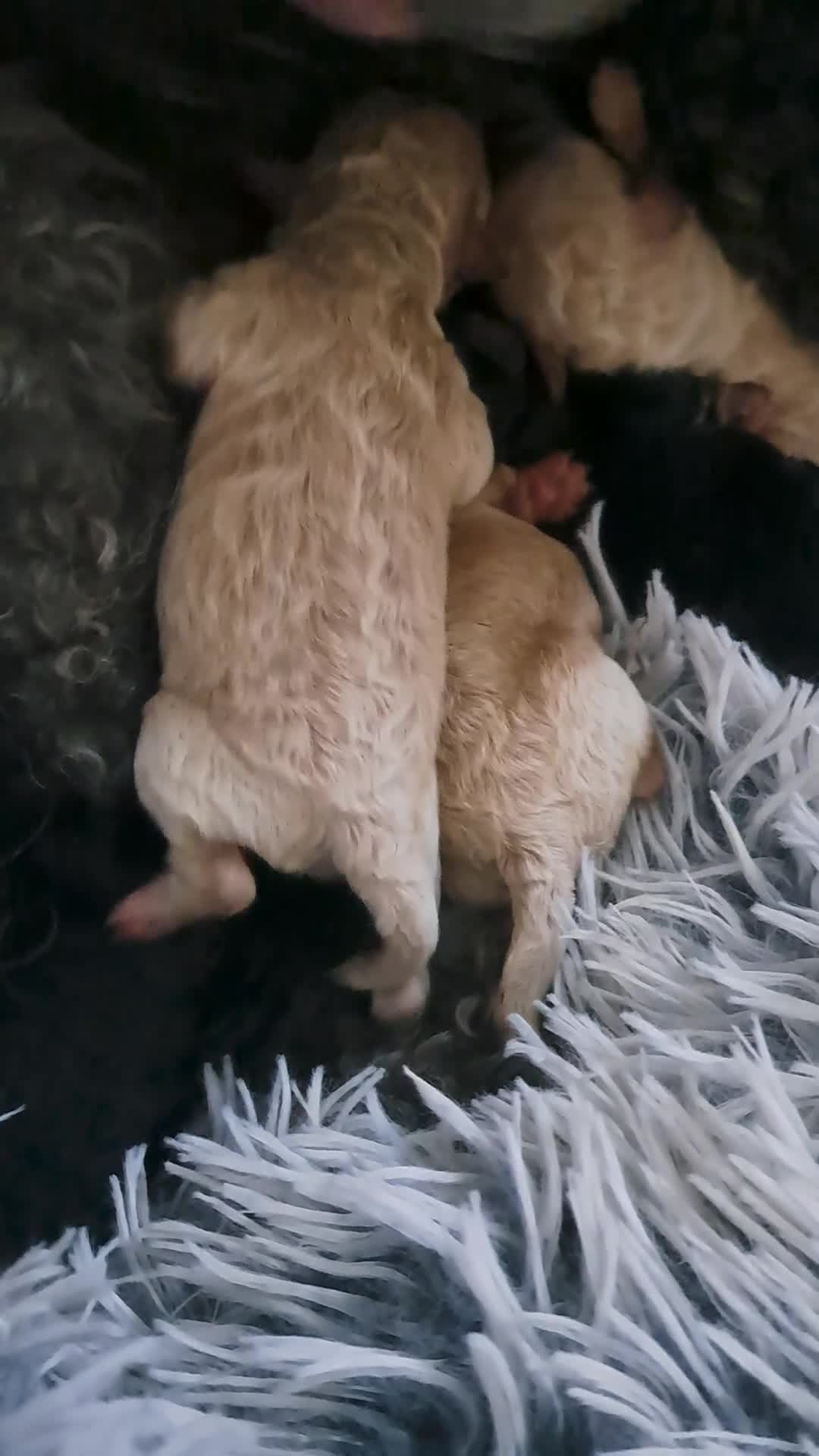 Toy Poodle dogs for sale:   **   day toy poodle kc girls&boys black and red - Video 1