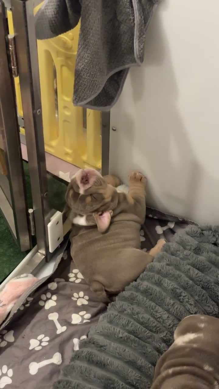 English Bulldog dogs for sale: 8 Week old English Bulldog puppies. - Video 3