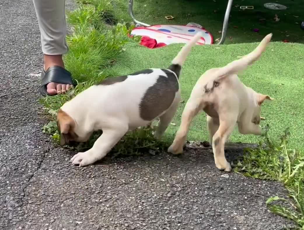 Mixed Breed dogs for sale: 🐾Cocker-Pie (Mini Hippo)s🐾 - Video 5
