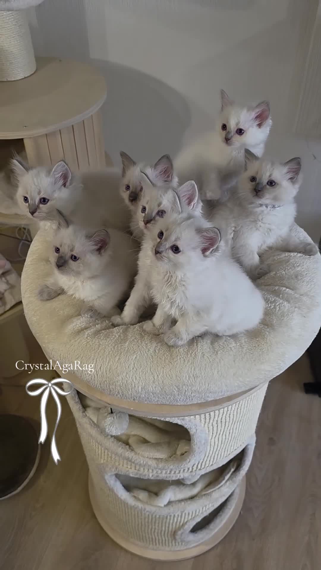 Ragdoll cats for sale: ✨ ONE LILAC LEFT | LILAC LITTER GCCF&TICA✨ - Video 1