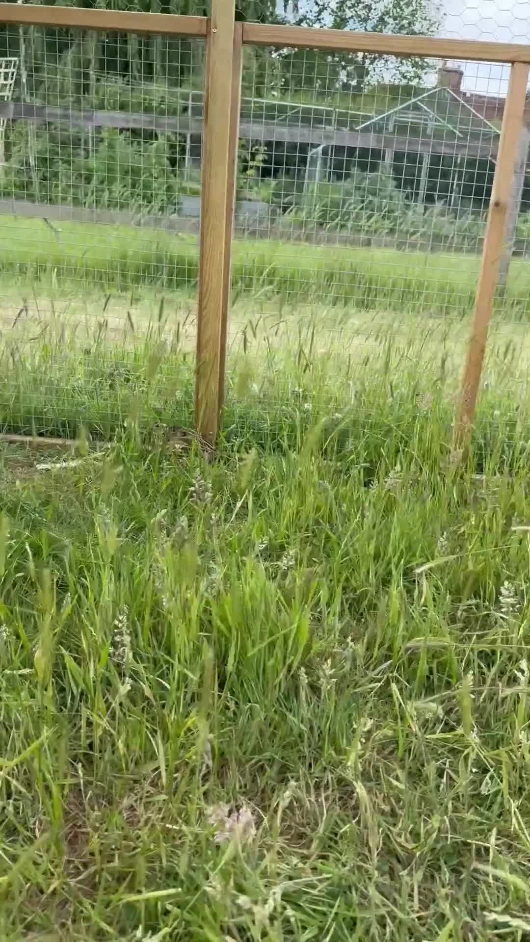Quail poultry for sale: Male quail looking for new home  in Maidstone - Video 1