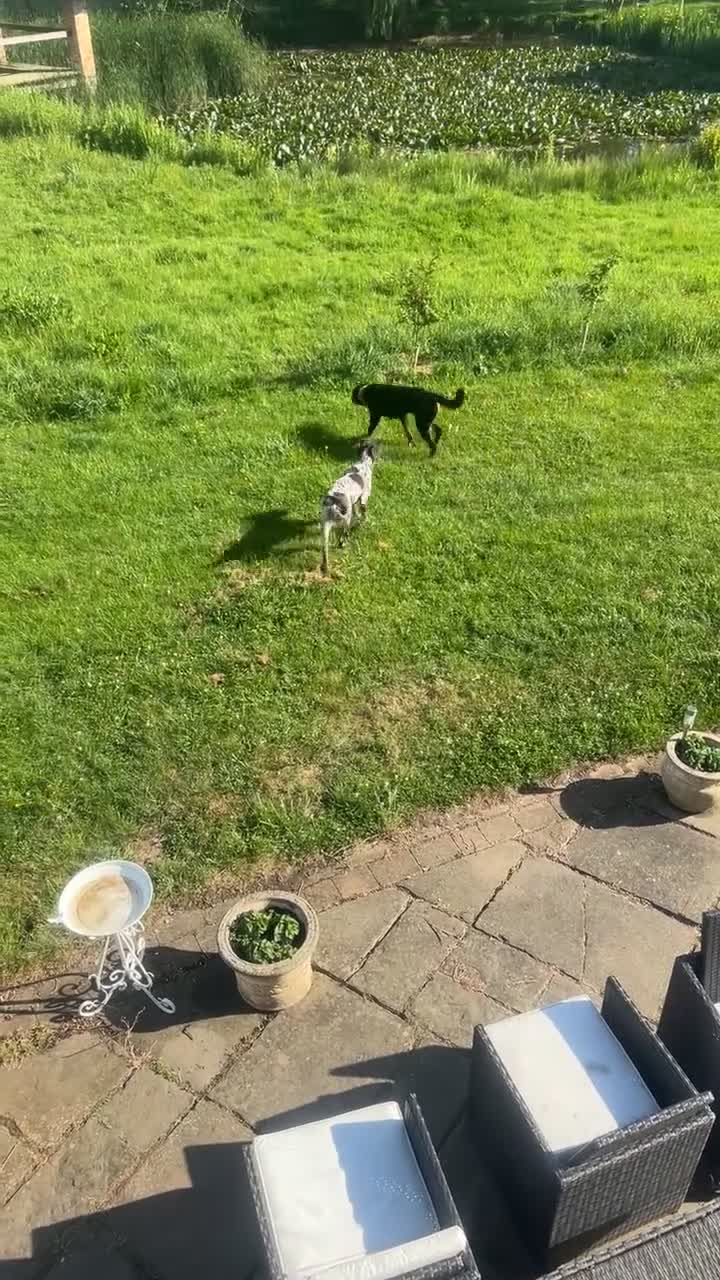 German Shorthaired Pointer dogs for sale: Premium GSP Puppies from Award-Winning Bloodlines - Video 4