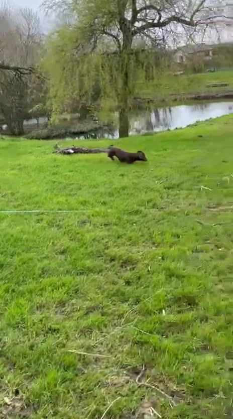 Miniature Dachshund dogs for sale: 2 Stunning Bonded Females  in Lancaster - Video 1