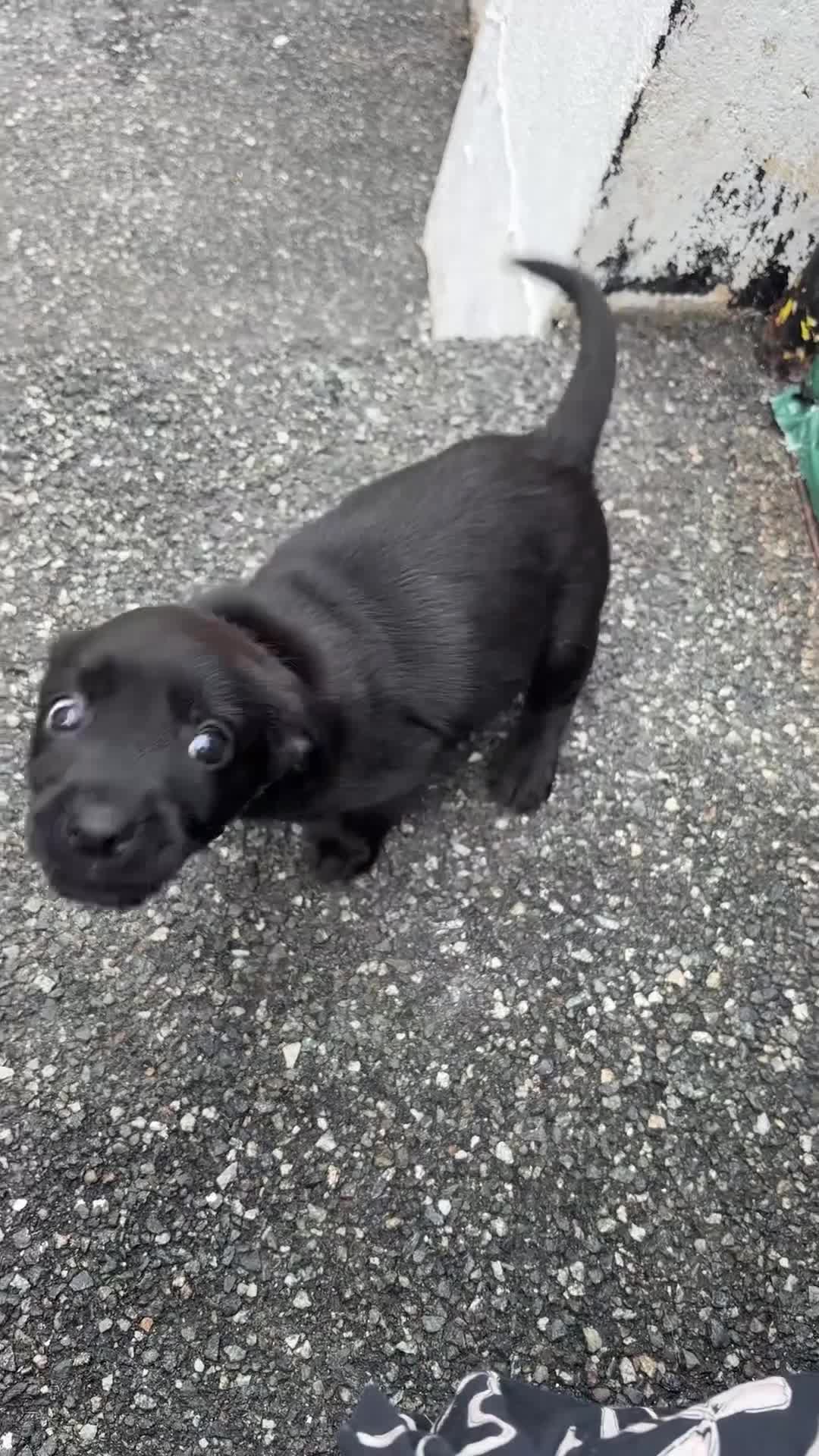 Mixed Breed dogs for sale: Cairndors - Video 1