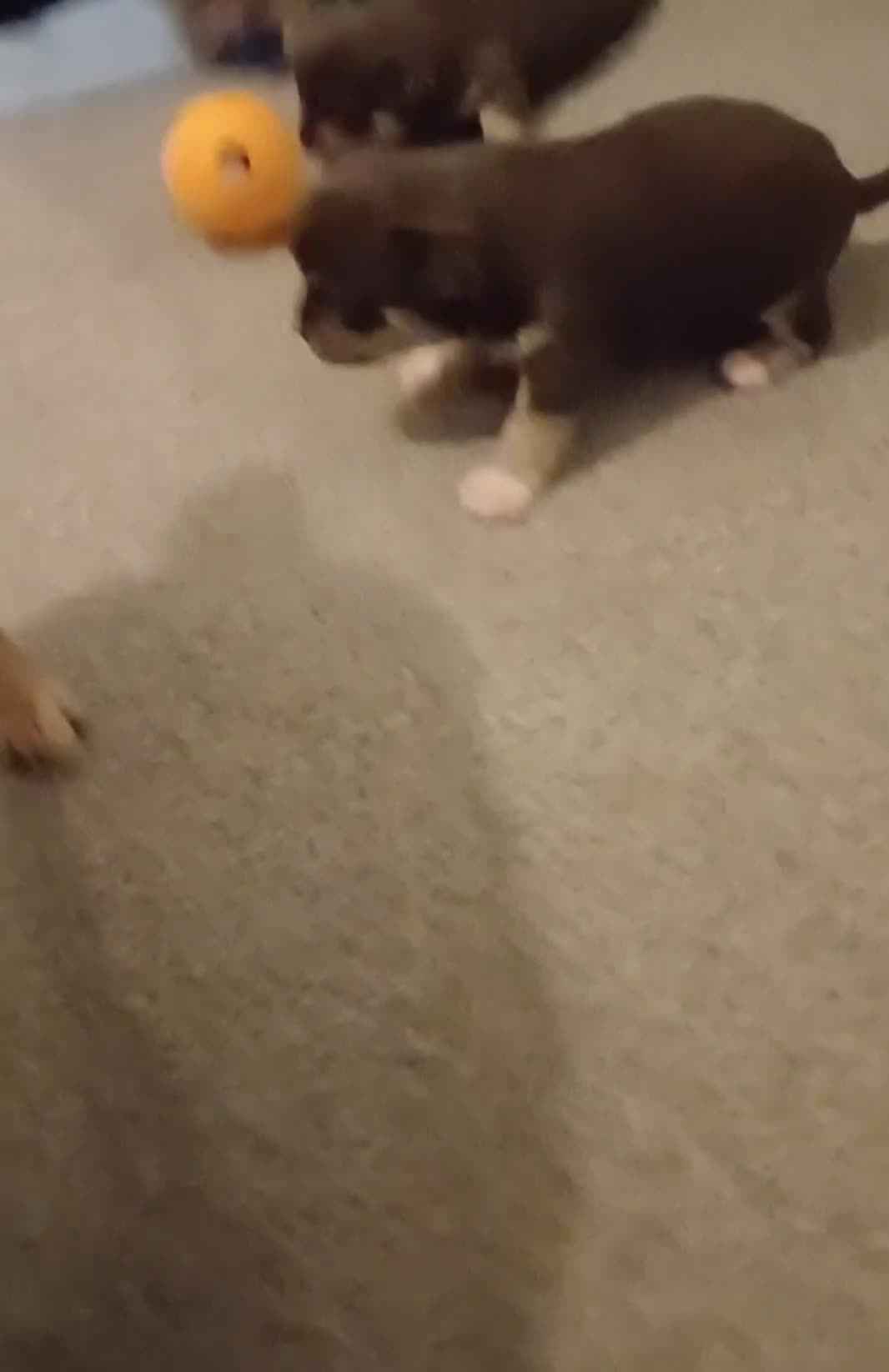 Chihuahua dogs for sale: Chihuahua Girl - Video 1