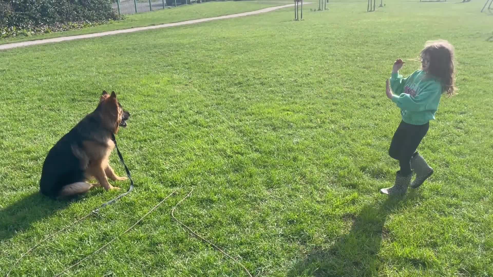 German Shepherd dogs for stud: German Shepherd to Stud, Great Temperament in Bradford - Video 1